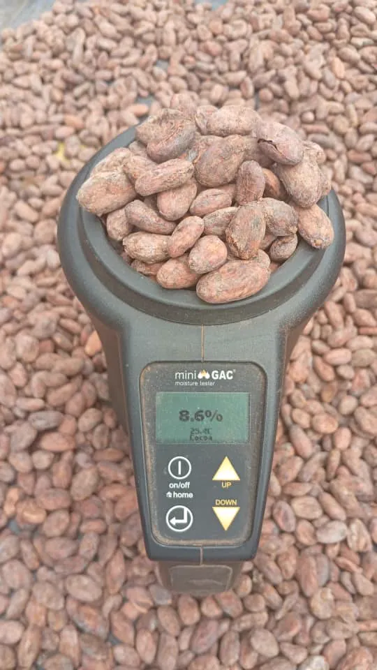Uganda Cocoa Beans — Kims & Kiff Export