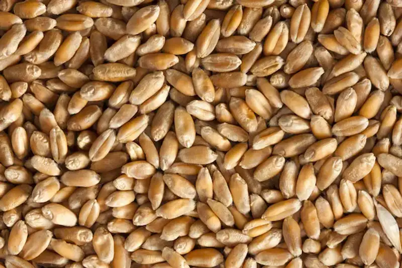 Durum Wheat