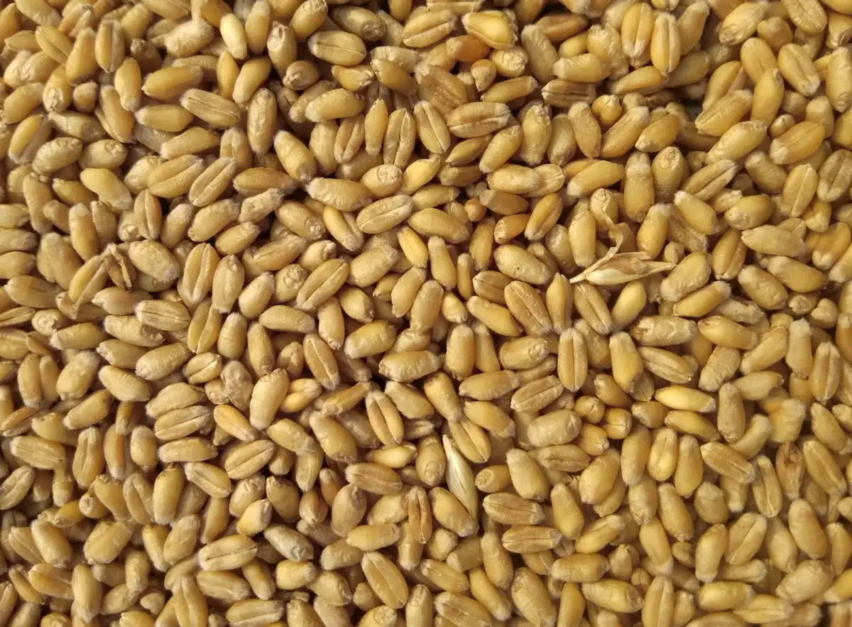 Wheat background